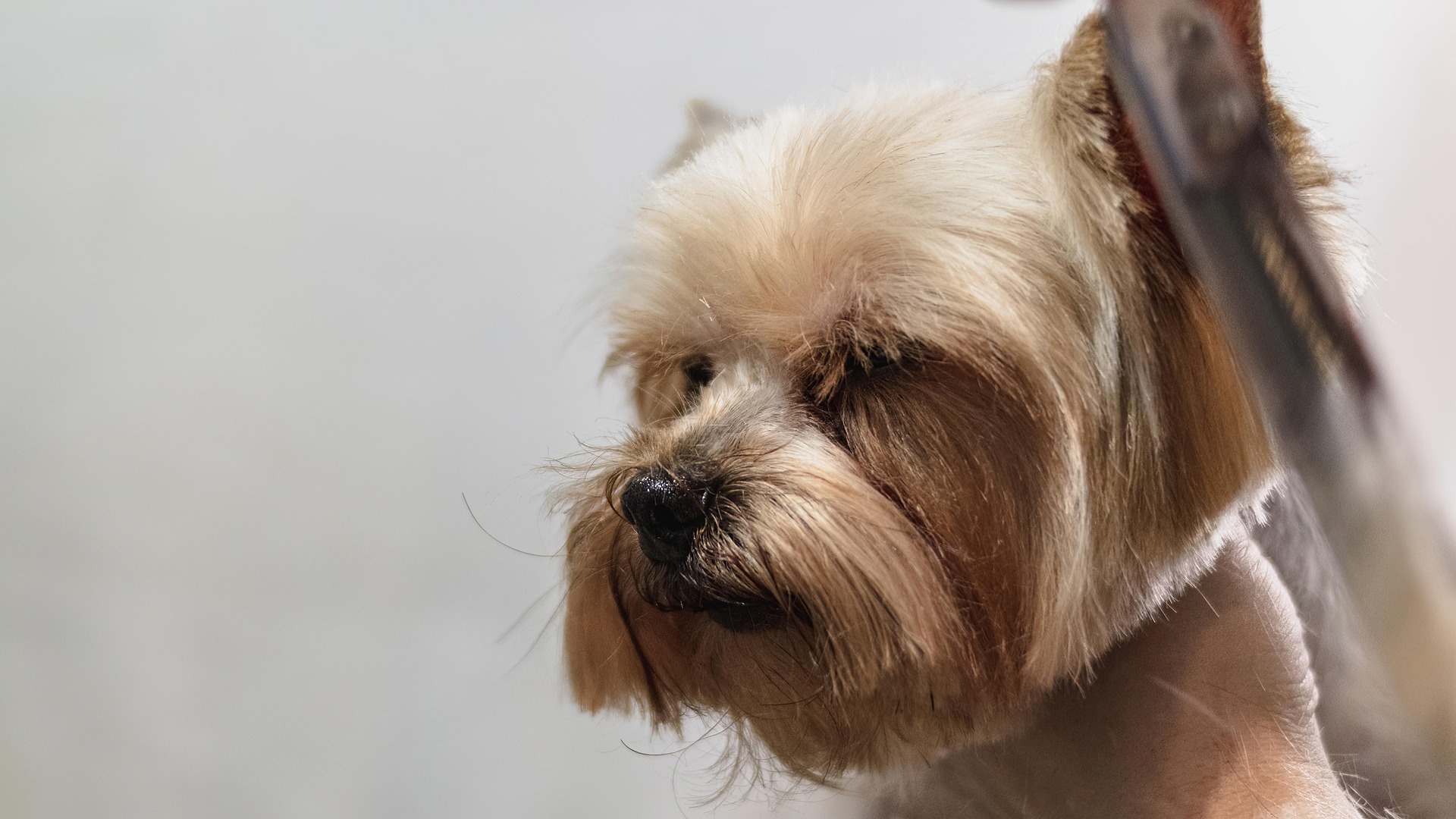 Peluquería canina para emprender